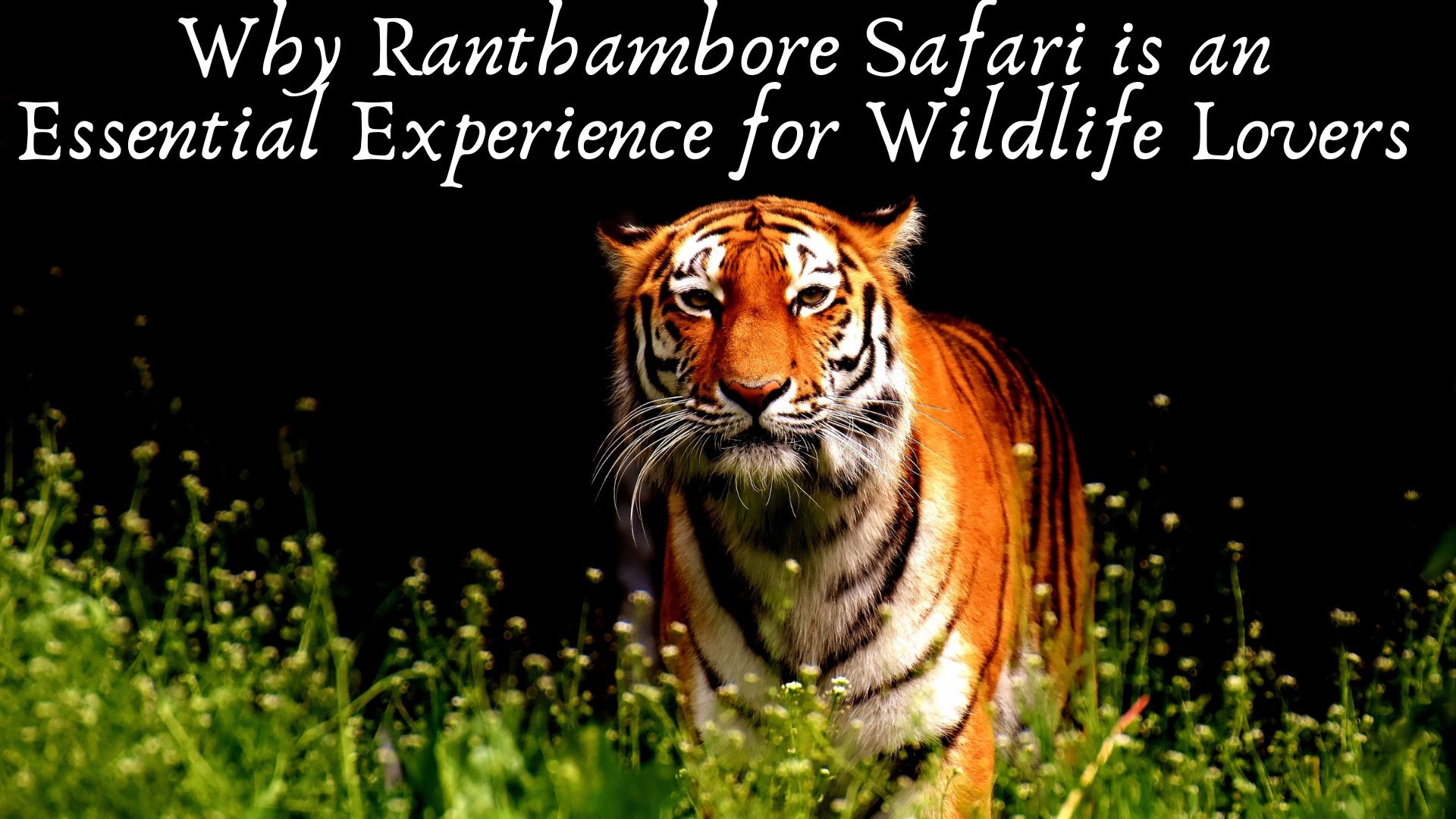 Why Ranthambore Safari is an Essential Experience for Wildlife Lovers 